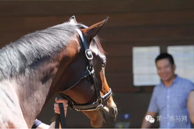 女裁判长马,术训练,马匹调教技,香港赛马会主页,赛程安排,赛果查询,马匹资料,比赛分析