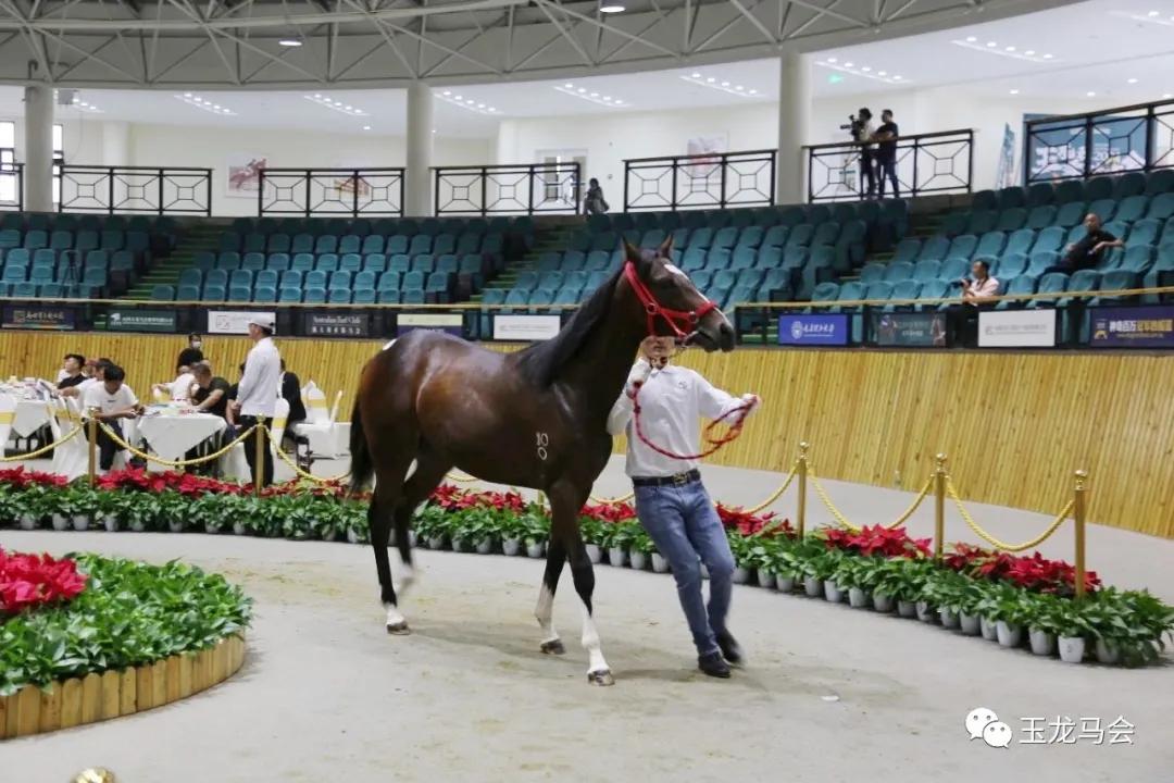 大湾区与关,马匹比赛关,香港赛马会主页,香港赛马会主页,赛程安排,赛果查询,马匹资料,比赛分析