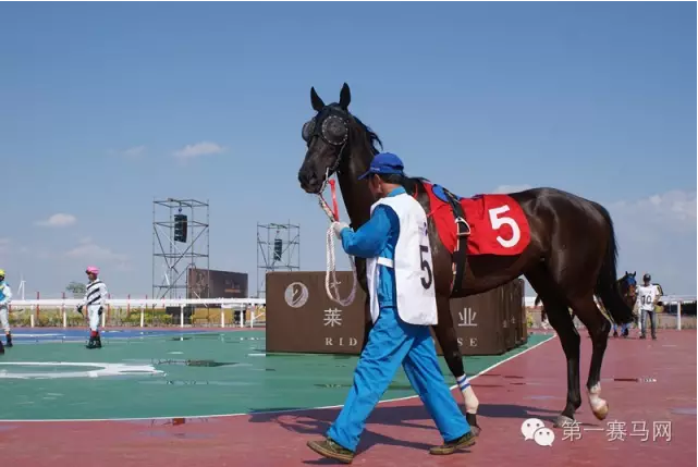 奥运会马术,赛事场地变,马术中心移,香港赛马会主页,赛程安排,赛果查询,马匹资料,比赛分析