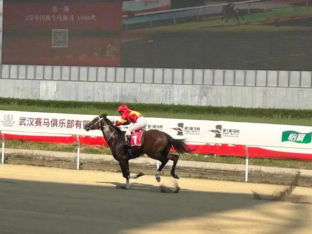 何泽尧大乐,透期号专家,德国转战推,香港赛马会主页,赛程安排,赛果查询,马匹资料,比赛分析